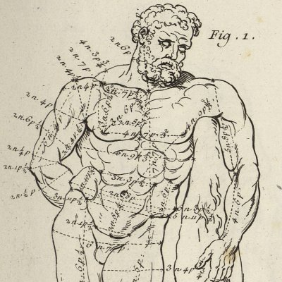 Proportions de l’Hercule Farnèse (Encyclopédie, t. 20, Dessein, Pl. 33)